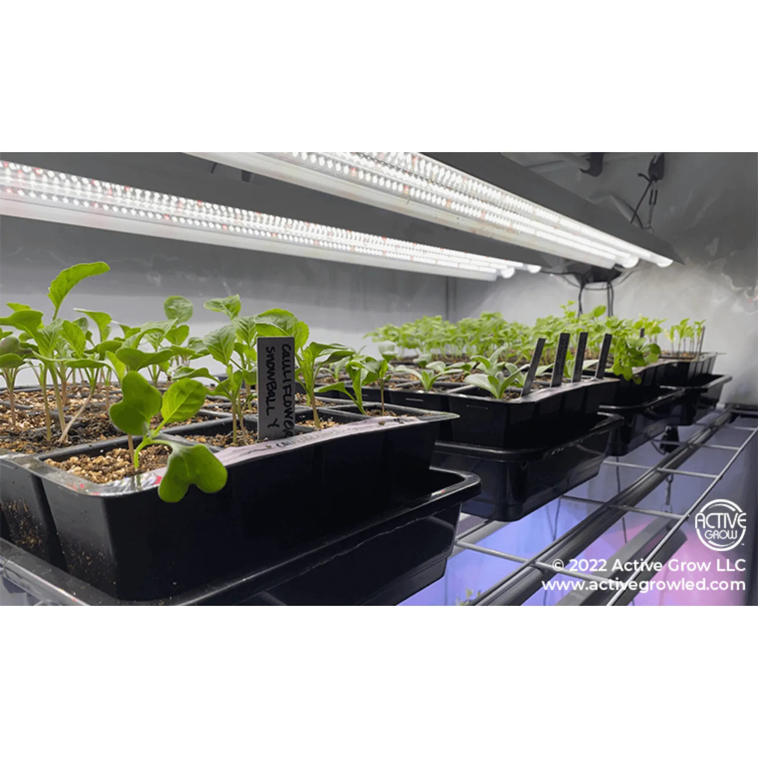 Active Grow Seed Starting 2' x 4' 3-Tier LED Walden White Grow Tent Kit