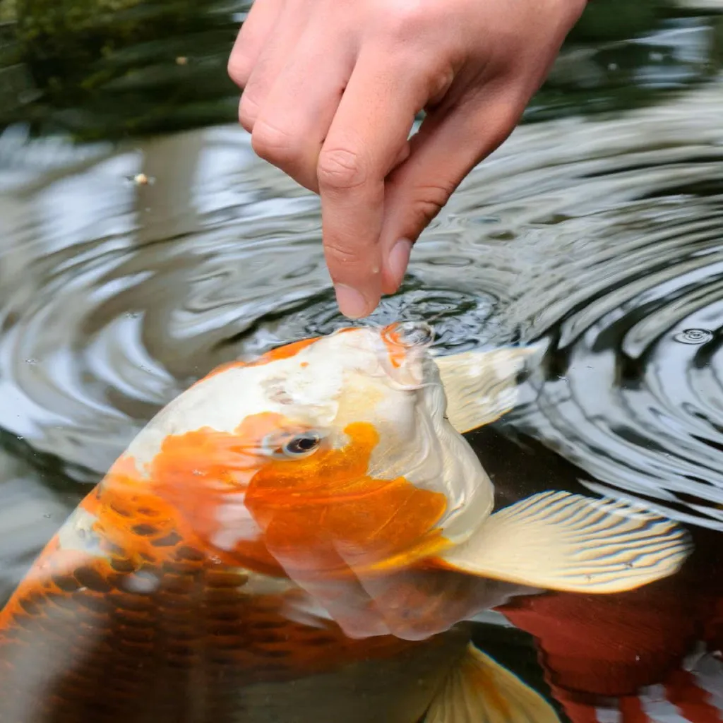 Tetra Pond Koi Vibrance Color Enhancing Sticks Koi & Goldfish Food